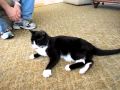 Tux The Cute Cat Does Somersaults