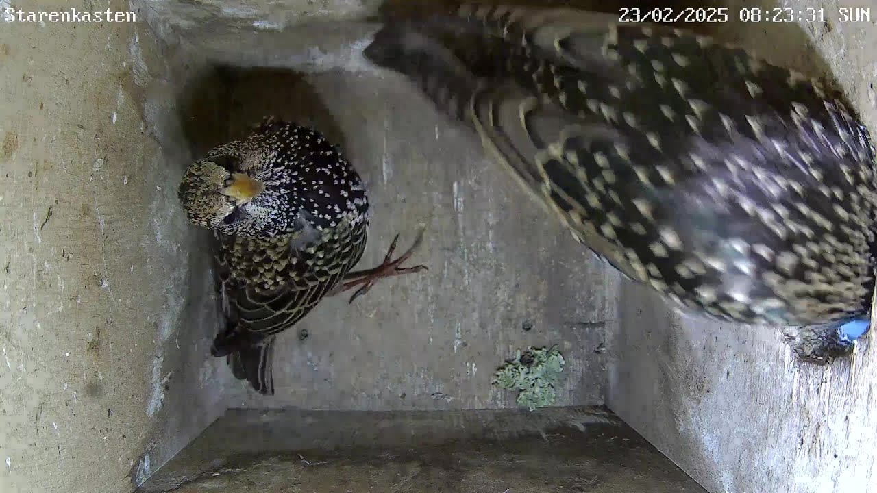 Ein Starenpaar besichtigt den Nistkasten | 23.03.2025