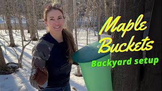 Tap Maple Trees for Sap - Small Scale Backyard Setup!
