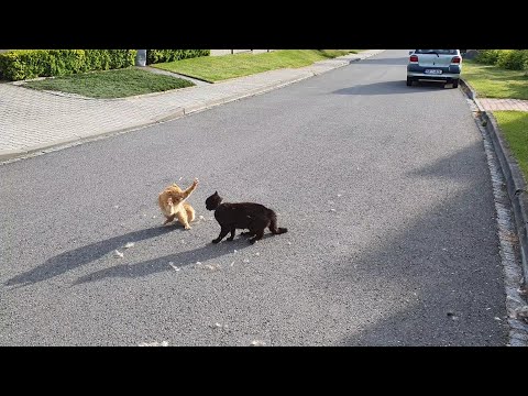 Territory fight between cats