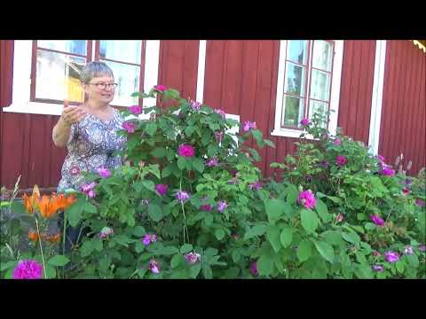 Avsnitt 20, 2021 IBC-tankar och runda i trädgården