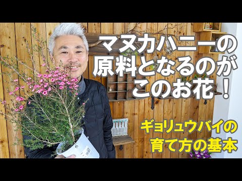 専門的に柳を切る方法 植物