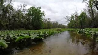 preview picture of video '8.5 mile Rock Springs Run kayak trip - Apopka, FL'