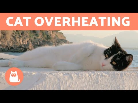 Is My CAT TOO HOT? 🐱☀️ + How to Keep Them COOL