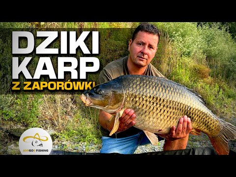 KARP 13kg+ z Wymagającej ZAPORÓWKI PZW - Międzybrodzie żywieckie!