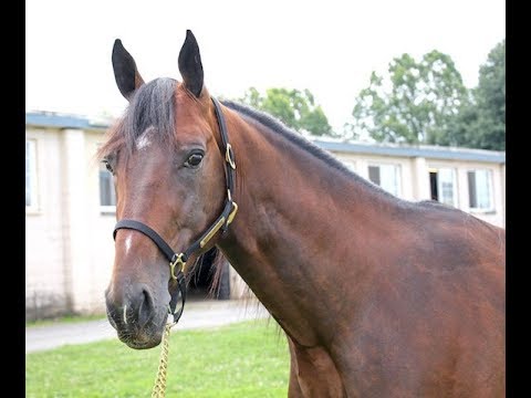 2018 Hambo Contenders -  Met's Hall