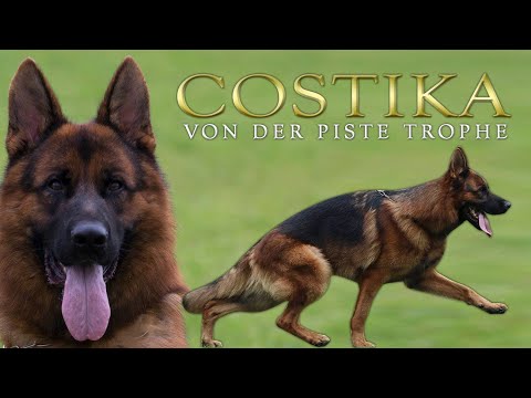 COSTIKA VON DER PISTE TROPHE - Son of VA10 BSZS 2018 / VA1 ITALIA 2018 Dingo di Casa Mary
