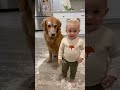 Dog Looks Guilty but Toddler Swears They’re Innocent! 😂