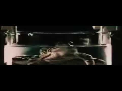 Boiling Frog | Der Frosch im kochenden Wasser | Kokende Kikker | Kaynayan Kurbağa