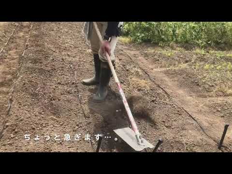 【福井県立大学】創造農学科「MyFarmで野菜づくり 02.畝を立てる」
