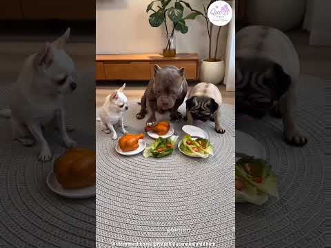 Why This Dog Laughed Like a Human: The Truth About Patlu