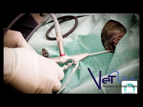 Laser lithotripsy on a 5 kg female dog