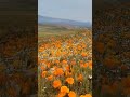 Antelope Poppy Flowers Field #beautiful #nuture #wild #flowers #place #visit #travel