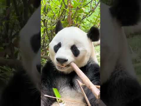 ASMR panda eating bamboo shoots sound | trending tiktok panda eat animal videos