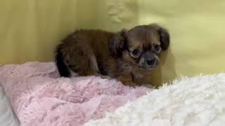 ハーフ犬の動画01