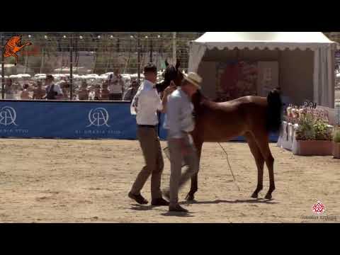 N 20 CYCLANA OS   2020 Menton Mediterranean and Arab Countries Arabian Horse Championship   Yearling