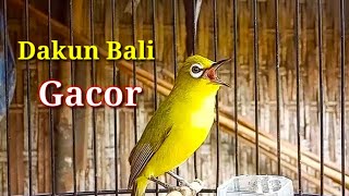 Download lagu Pancingan Pleci Dakun Bali Gacor mp3 Download lagu Pancingan Pleci Dakun Bali Gacor mp3