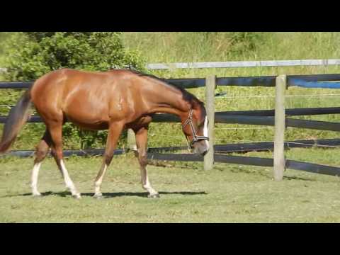 Tanglewood Lodge VANGELIS (Copabella Visage x Bijou xx) dob 13/12/15 Bay colt