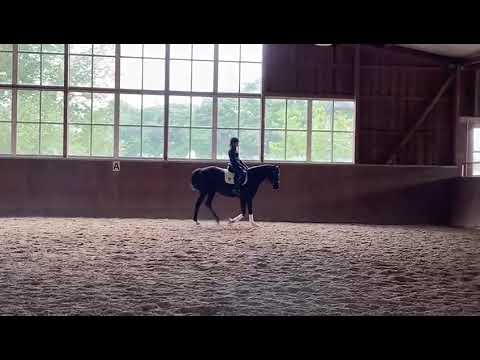 Amy G - 4jährige Stute von Astrix aus einer Spörcken Mutter