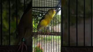 Download lagu Kenari mewah gacor kualitas lomba | kenari prestasi #kenari #kenarigacor #kicaumania mp3 Download lagu Kenari mewah gacor kualitas lomba | kenari prestasi #kenari #kenarigacor #kicaumania mp3