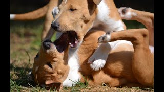 Video - vrh "B" 7,5 týdne