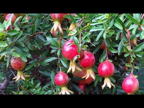 Awesome Agriculture Technology: Pomegranate Cultivation - Pomegranate Farm