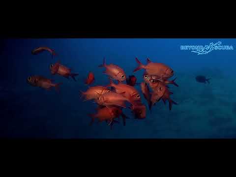 A shoal of Soldierfish (Myripristis vittata)