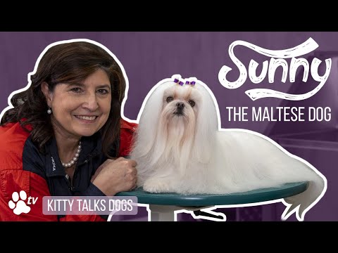 Grooming Sunny the long haired Maltese Dog | Kitty Talks Dogs - TRANSGROOM