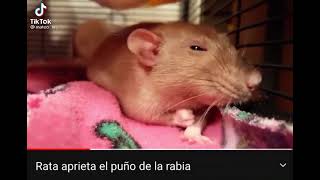 rata aprieta el puño de la rabia