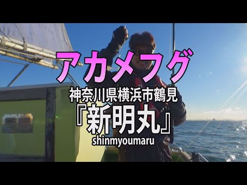 東京湾の“湾フグ”がアツい！　アカメ（ヒガンフグ）、ショウサイ、トラの揃い踏み！ | 釣りビジョン マガジン | 釣りビジョン