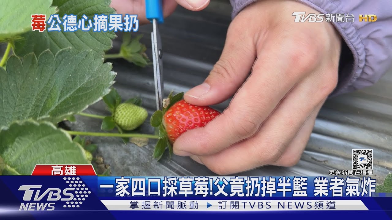 最壞示範！一家四口採草莓父竟扔掉半籃　丟了再採業者氣炸