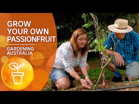 download lagu mp3 mp4 Granadilla Plant Leaves, download lagu Granadilla Plant Leaves gratis, unduh video klip Granadilla Plant Leaves