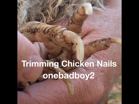 download lagu mp3 mp4 How To Cut Chicken Nails, download lagu How To Cut Chicken Nails gratis, unduh video klip How To Cut Chicken Nails