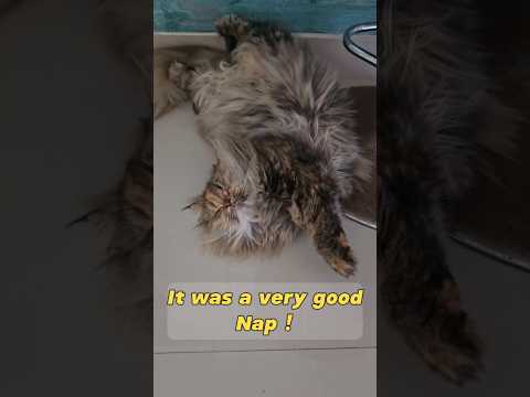 I took a nap ! #shorts #cat