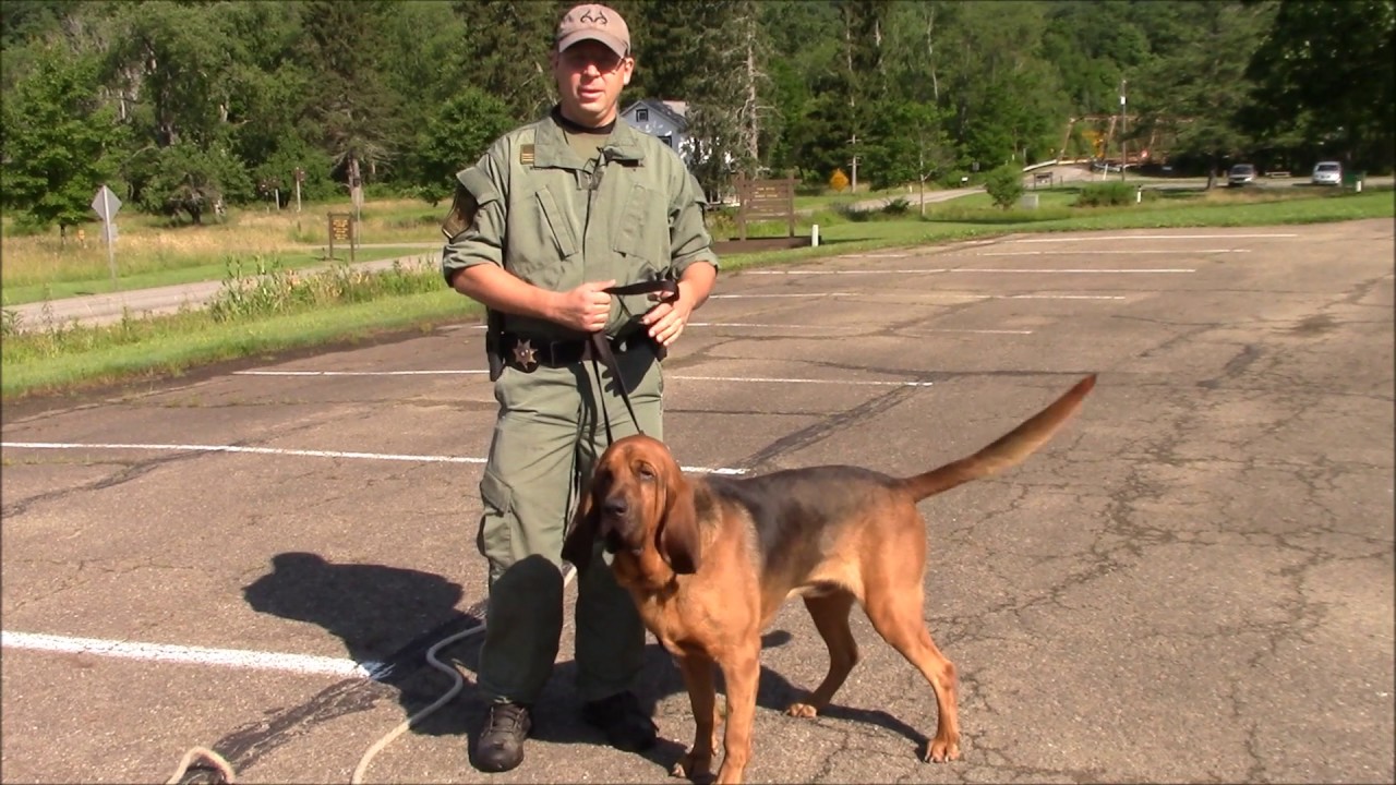 Search and rescue dog training colorado springs