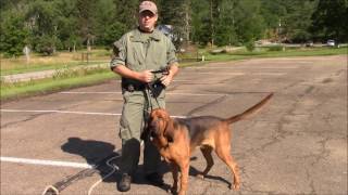 How Long Does it Take a Bloodhound to Track and Locate a Missing Person?