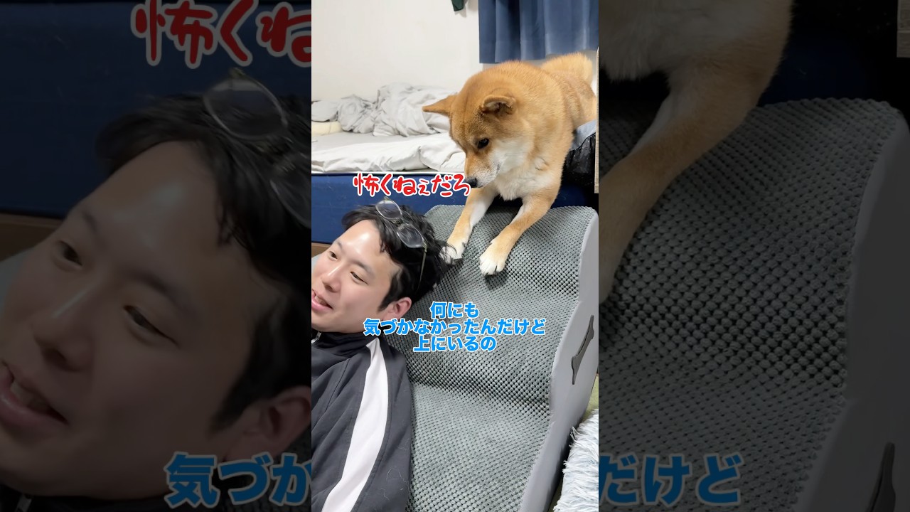 ちゃんとツッコミを入れる柴犬ww #柴犬 #shorts