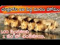 Mapogo Lion Coalition In Telugu Greatest Lion Coalition In Telugu Unique Praveen
