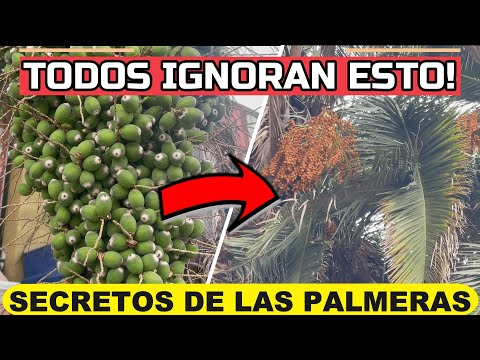🌴If You Have PALM TREES You Must Watch This VIDEO!🌴Most People IGNORE THIS!