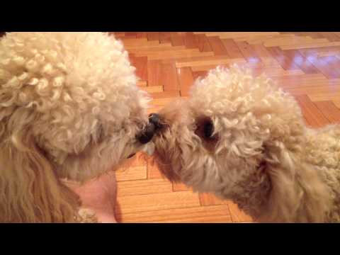 Caniche Toy-Lucky y Liza-quien gana?---2