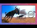 Wildebeest Stampede Wildlife In 360 VR