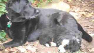 When I Come Back I Wanna Be My Dog - Greg Holland