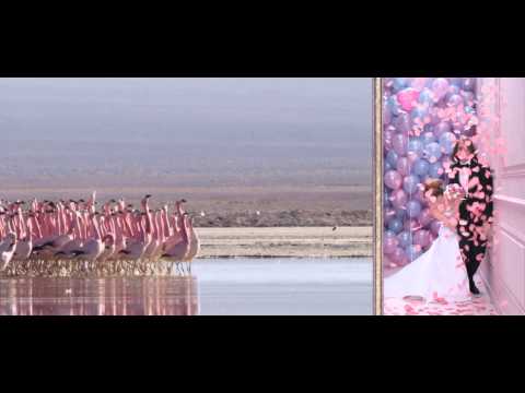 NatGeo MARIAGE FLAMINGO VA