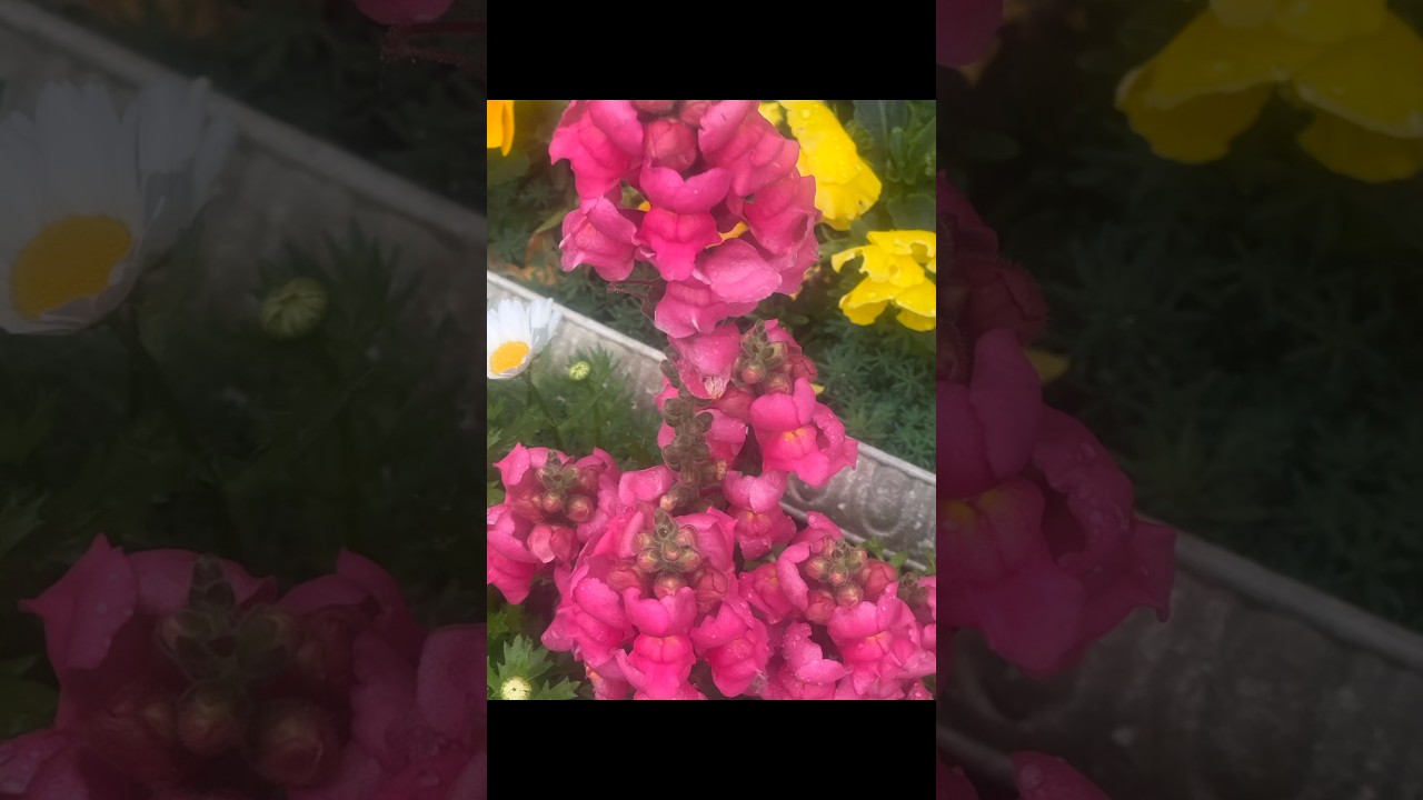 Enjoy the Beautiful Flowers of April.😊