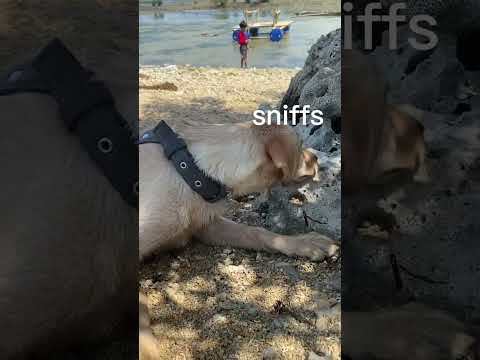 My labrador dog met hermit crab at the beach #dog #labrador #dogbeach