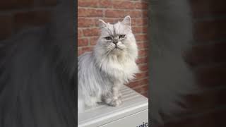 朝イチニャルソック♪ #cat #にゃんグラム #cute #モジャ #かわいい猫 #ねこ動画 #cutecat #pets #ニャルソック#にゃんこ #猫好き動画