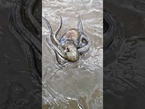 Con Cá Nhỏ Chạy Trốn Con Bạch Tuột