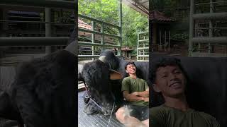 Download lagu NOT HIS_2 PO COWS THAT WERE NOT SLAUGHTERED AT IRFAN HAKIM'S HOUSE #artist #cow #jumbocow #irfan mp3 Download lagu NOT HIS_2 PO COWS THAT WERE NOT SLAUGHTERED AT IRFAN HAKIM'S HOUSE #artist #cow #jumbocow #irfan mp3