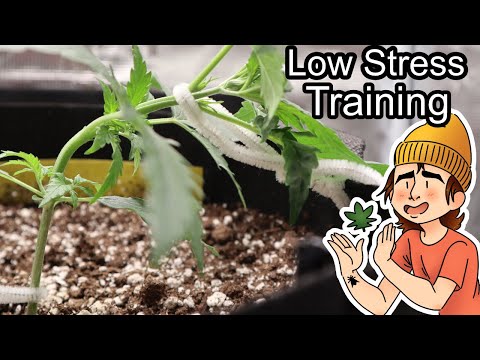 Growing Autoflowers | Ep. 8 (Starting LST)