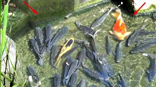 Download lagu I CAN'T BEAR ❗ MANY FISH TRAPPED IN A SHALLOW RIVER mp3 Download lagu I CAN'T BEAR ❗ MANY FISH TRAPPED IN A SHALLOW RIVER mp3